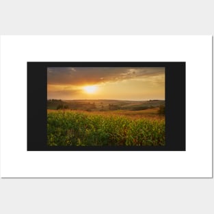 Corn field at sunset Posters and Art